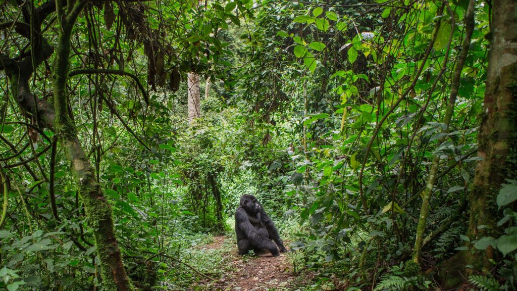 The most beautiful forests in Africa 