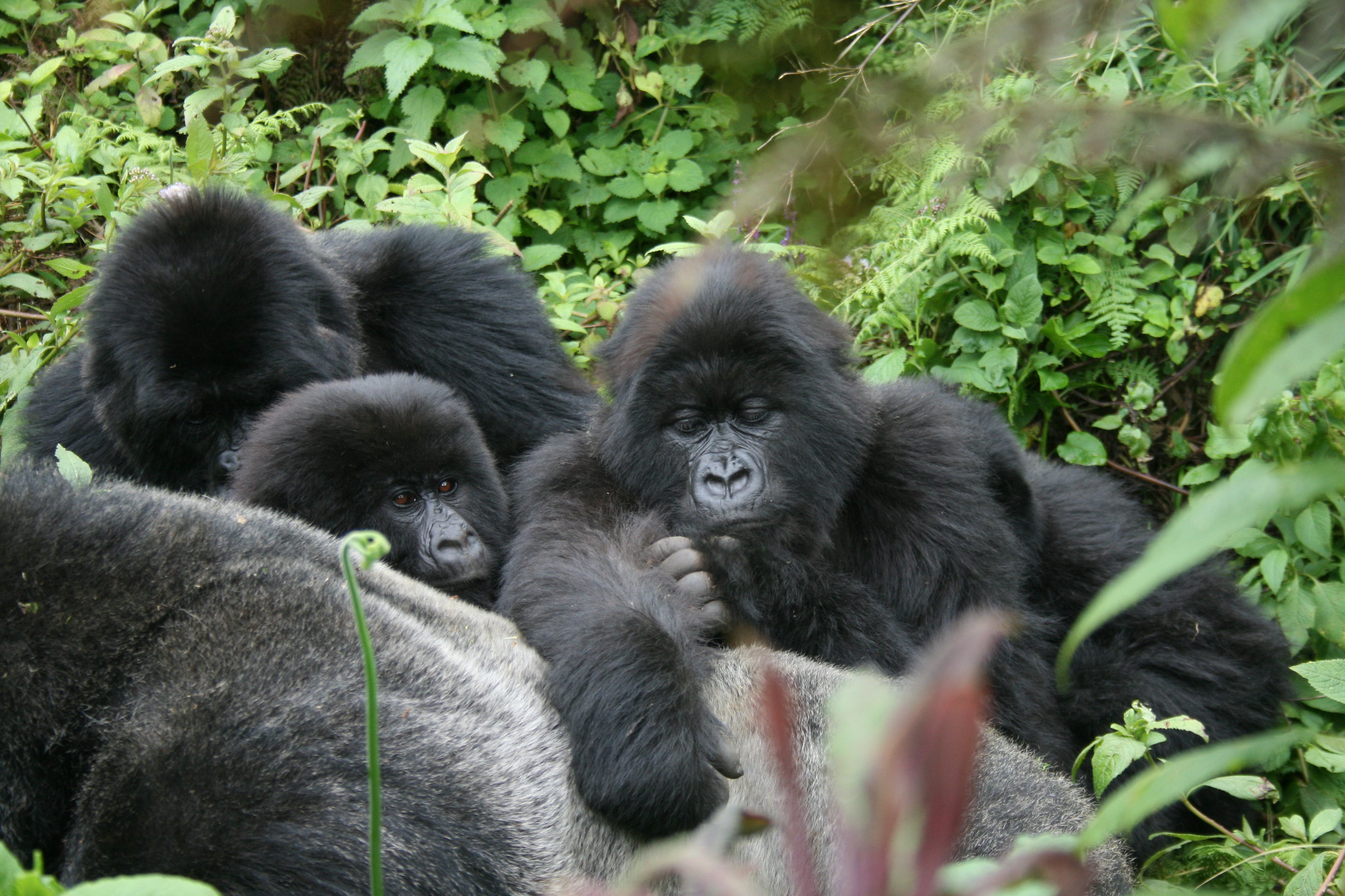 Is gorilla trekking worth the money?