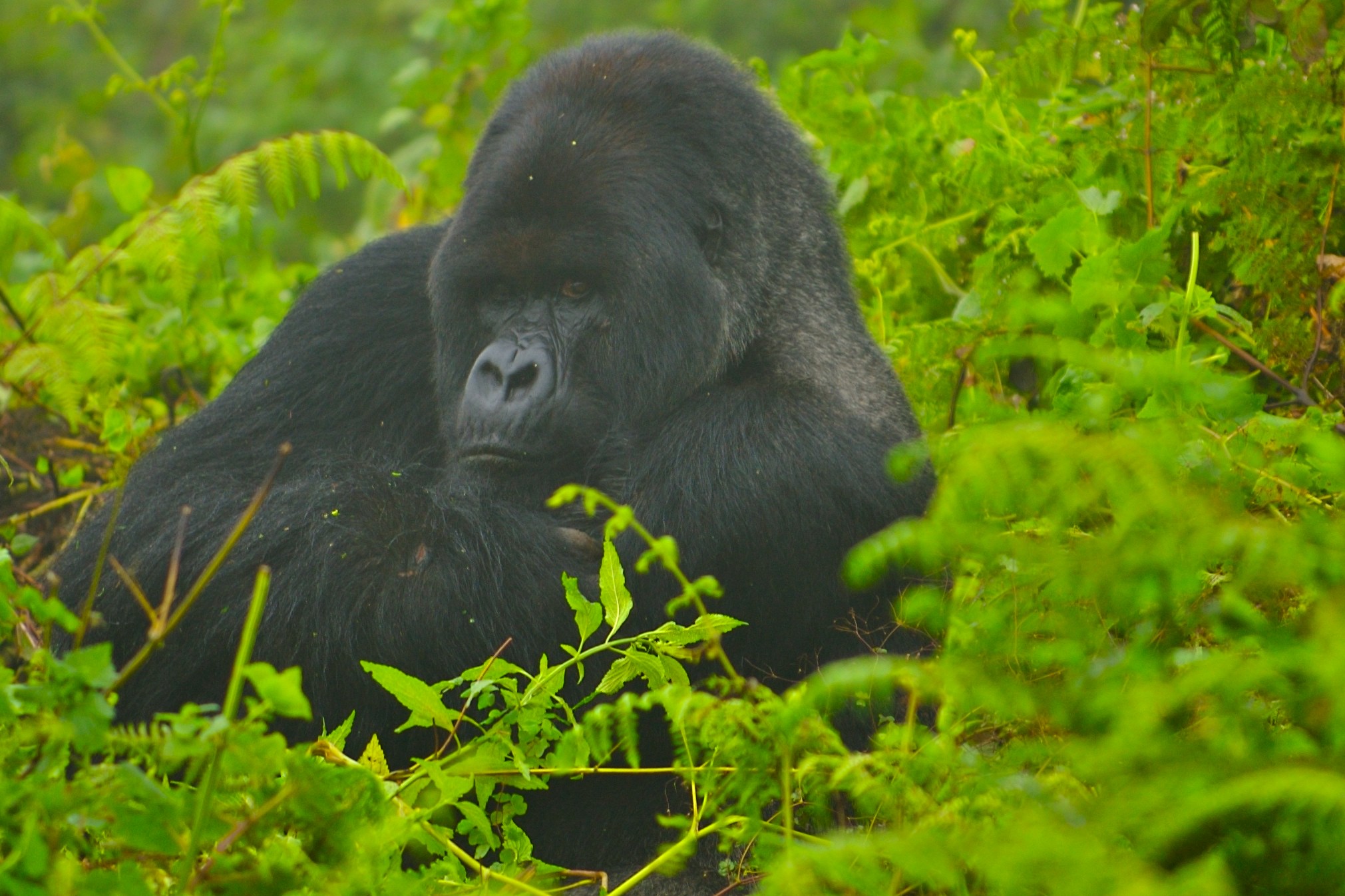 Is Rwanda better than Uganda for gorilla trekking?