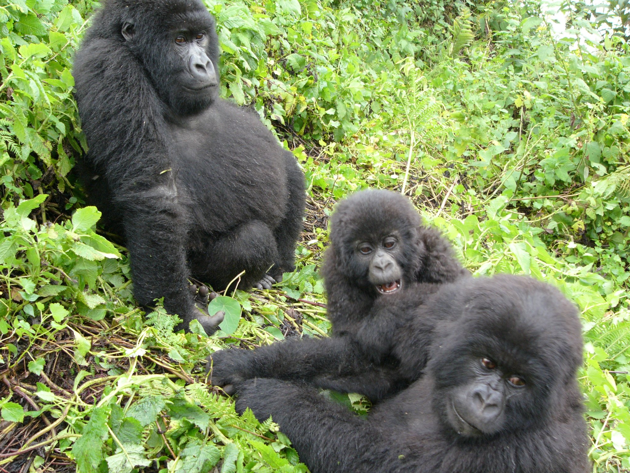 How much does it cost to trek with gorillas in Rwanda?