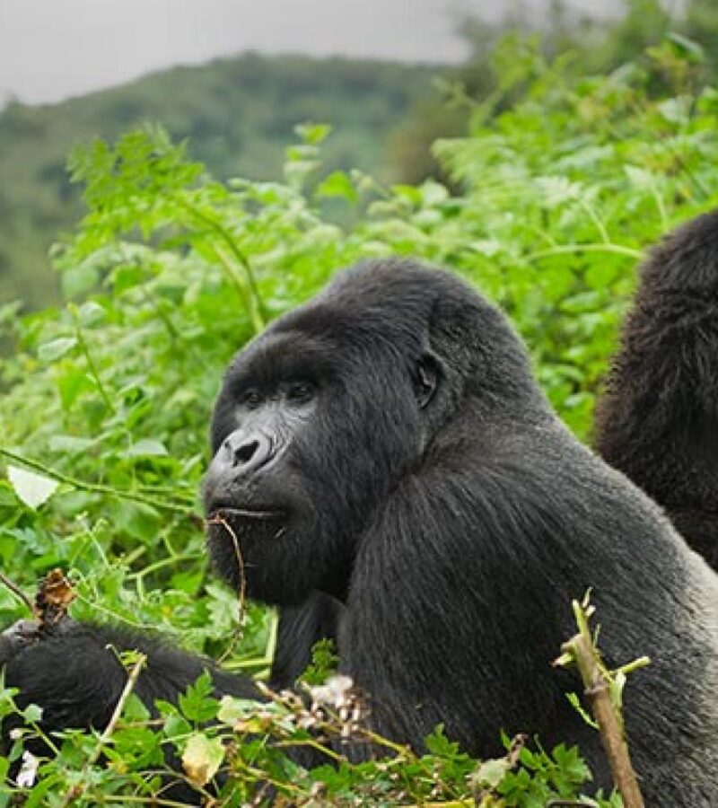 1 Day Rwanda Gorilla Trek