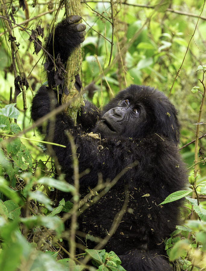 10 Days Rwanda Safari