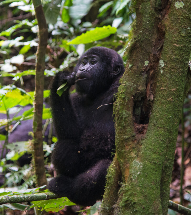 10 Days Wildebeest Migration and Gorillas