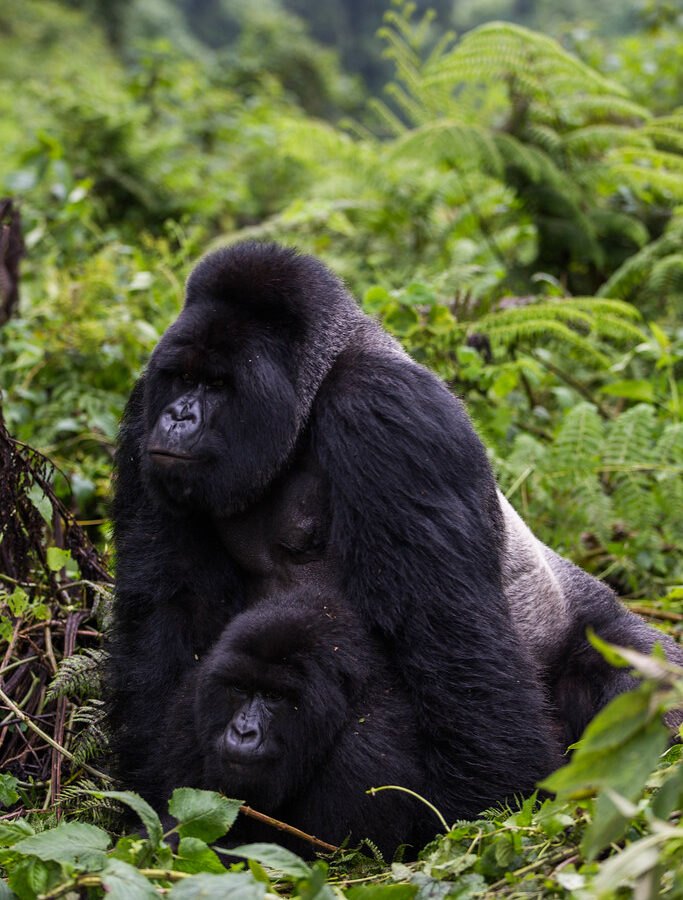 12 Days Rwanda and Uganda Safari