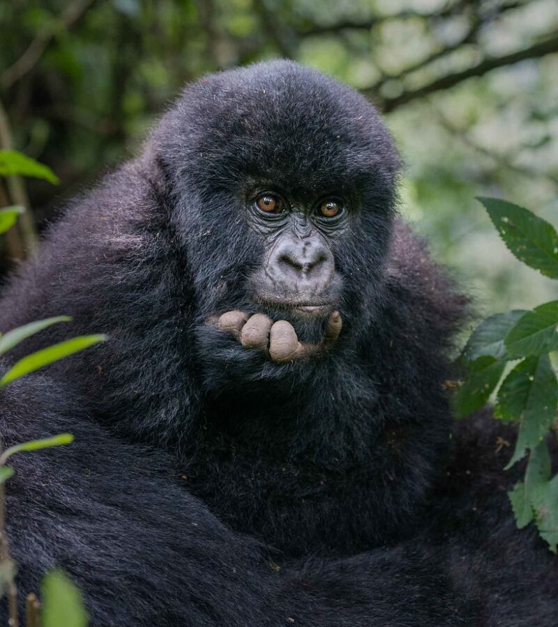 14 Days East Africa’s Gorillas, Safari & Beach