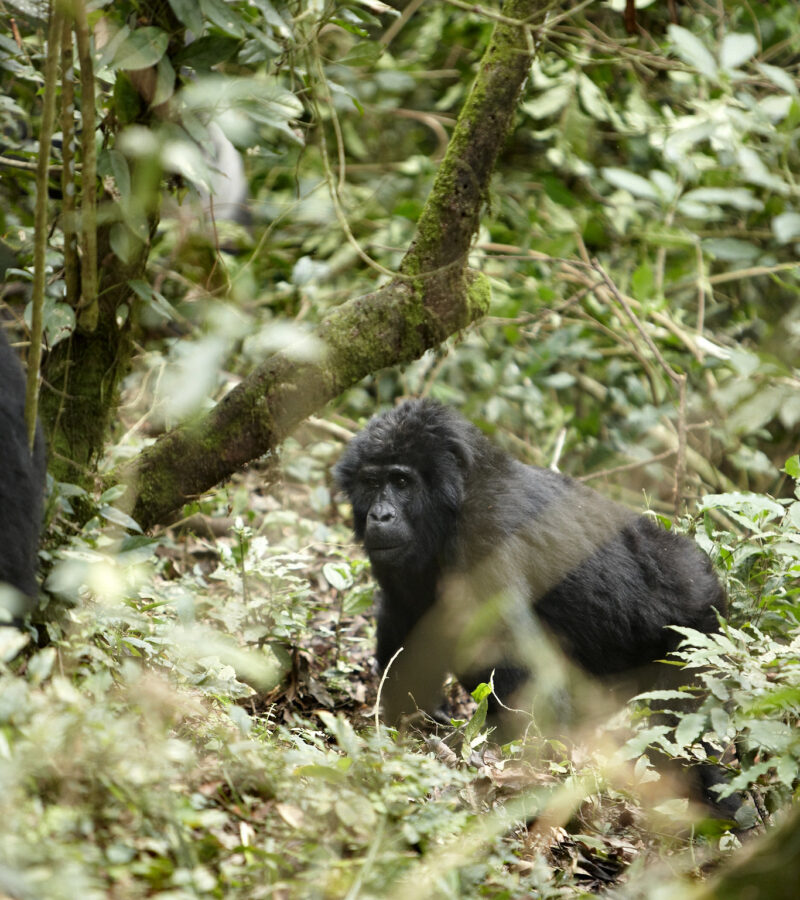 14 Days Uganda Gorilla Adventure