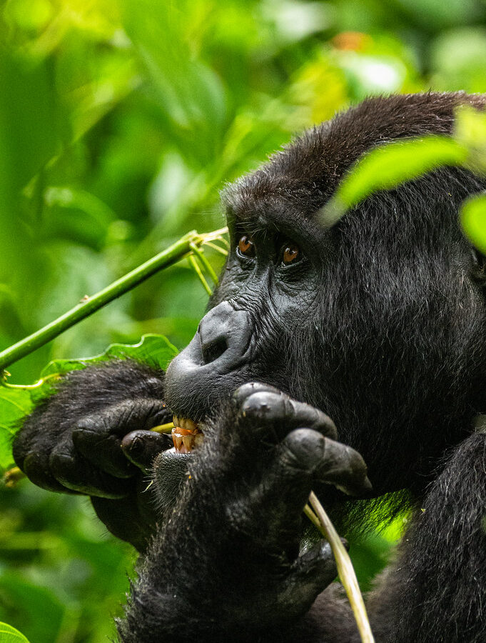 15 Days Rwanda Congo and Uganda Safari