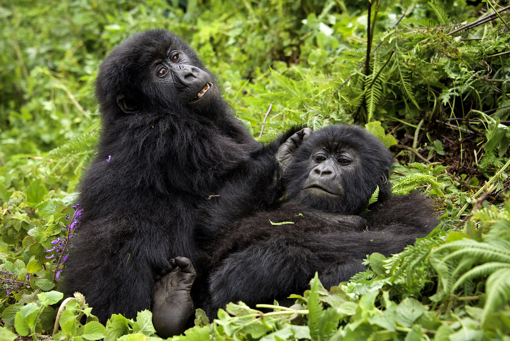 Which season is best for gorilla trekking?