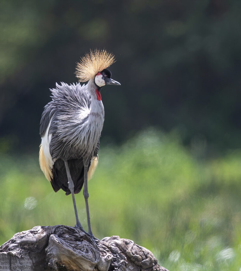 2-Day Ngorongoro Crater Safari