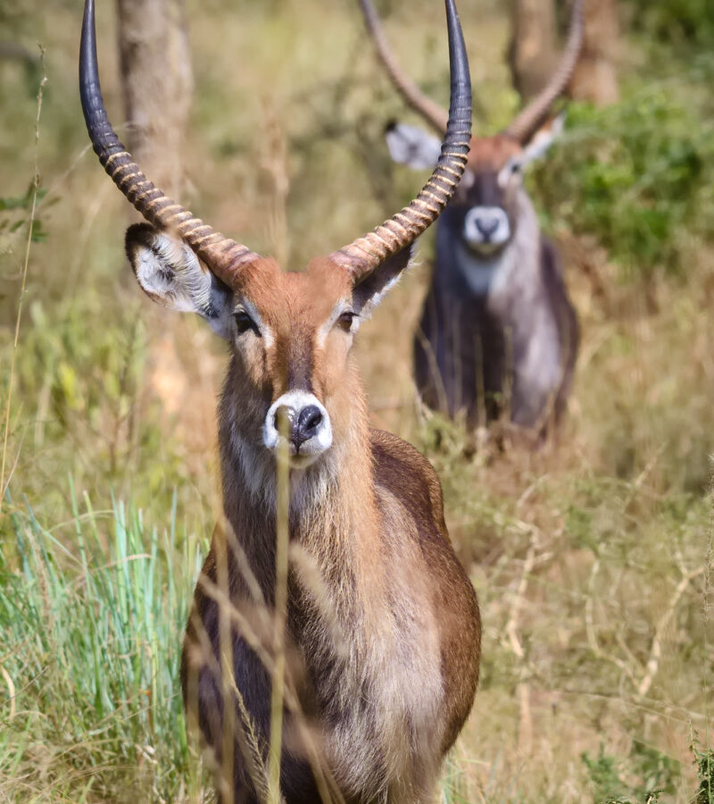 2 Days Akagera Big Five Safari