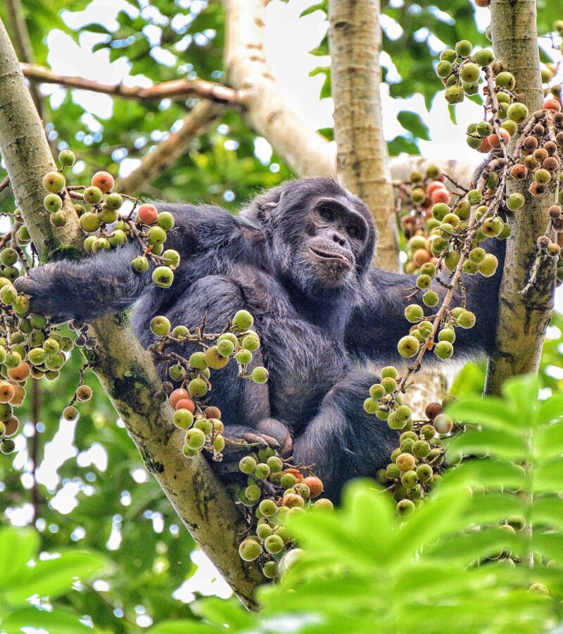 2 Days Nyungwe National Park Tour