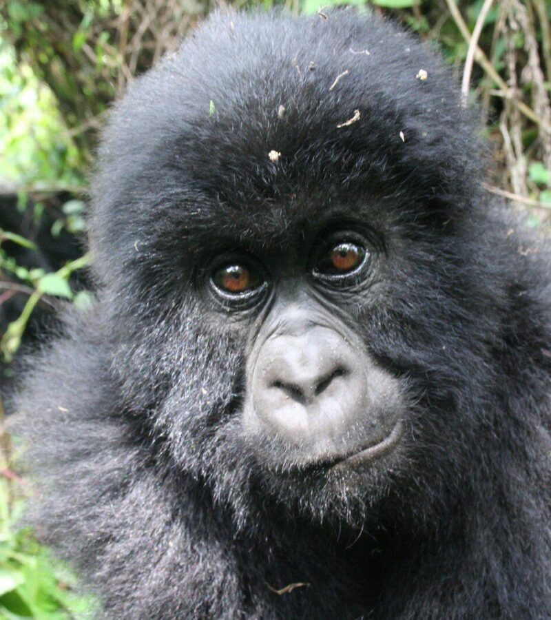 2 Days Rwanda Gorilla Tour