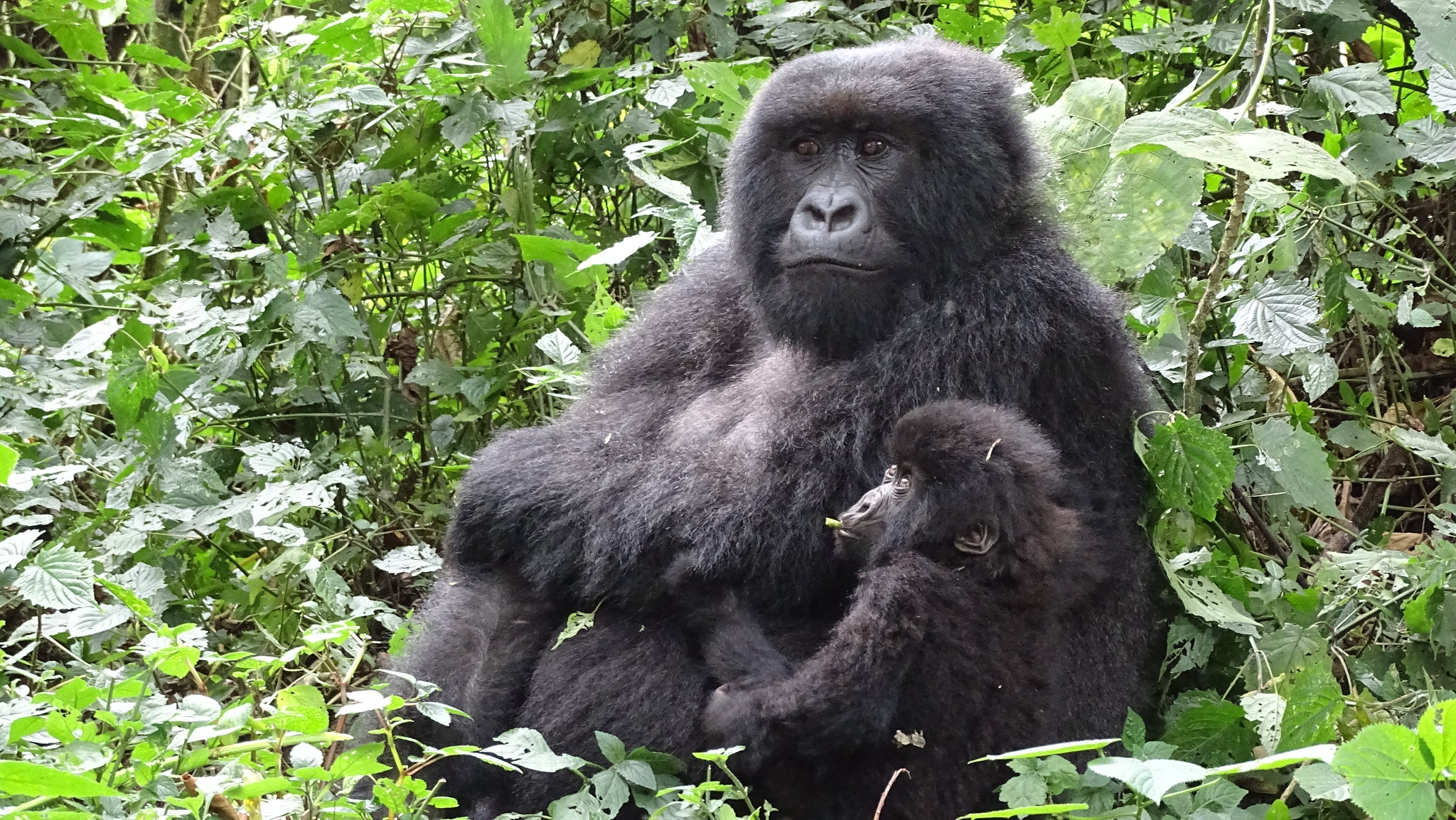 Are you guaranteed to see gorillas in Rwanda?