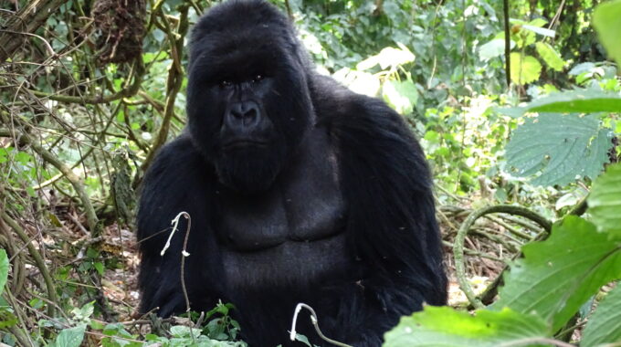 How Many Days Do You Need For Gorilla Trekking?