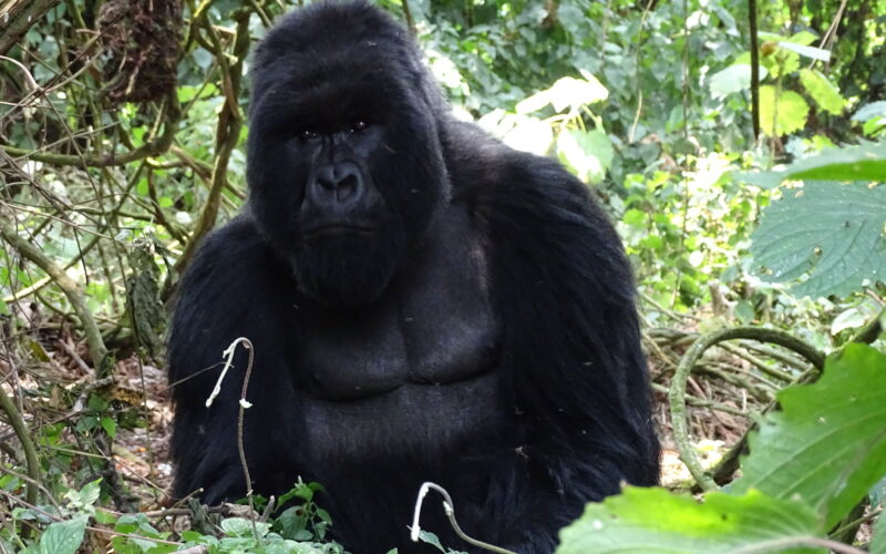 How Many Days Do You Need For Gorilla Trekking?