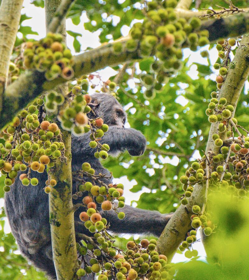 3 Days Chimpanzee Trekking in Nyungwe Tour