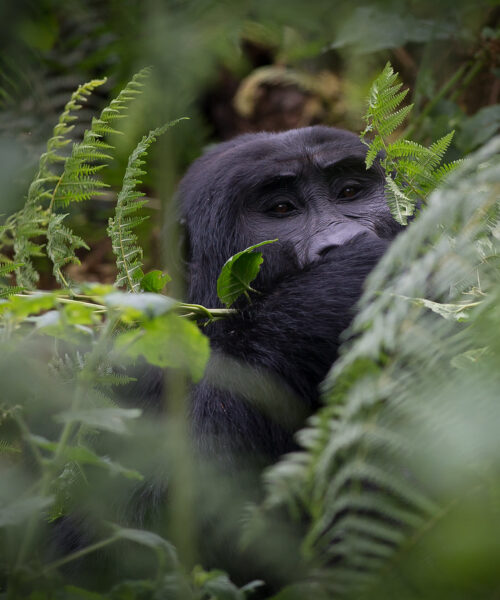 3 Days Uganda Gorilla Trek Safari