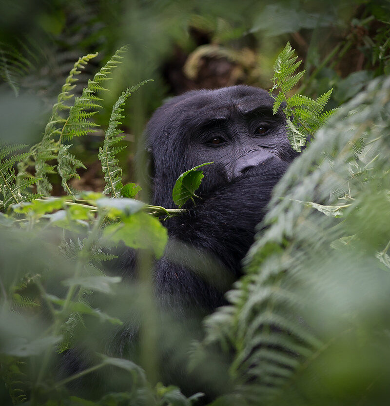 3 Days Uganda Gorilla Trek Safari