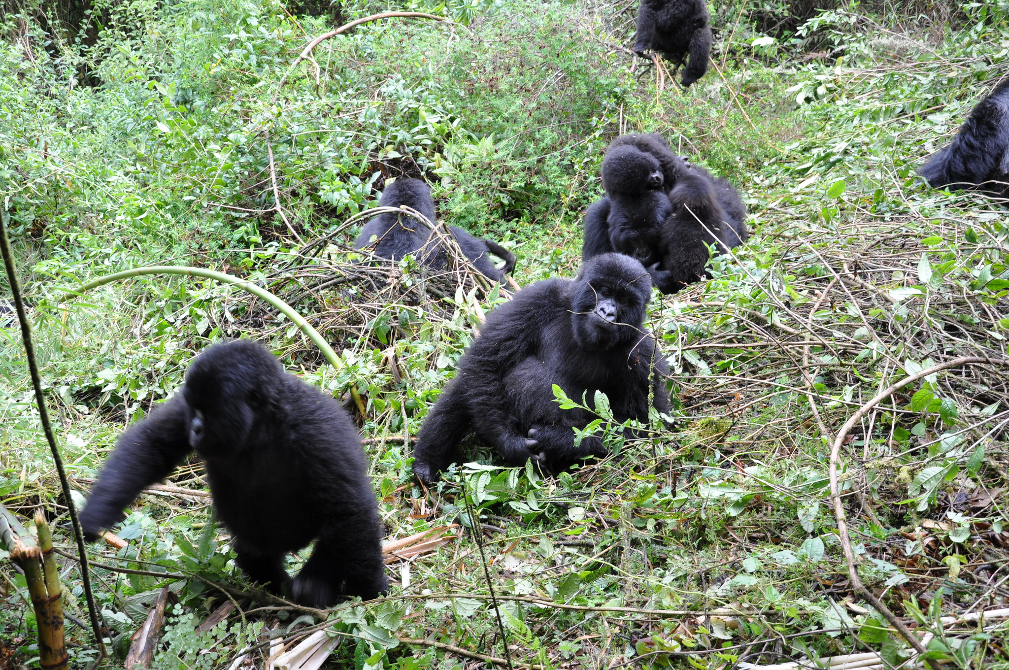 What level of fitness is needed for gorilla trekking?