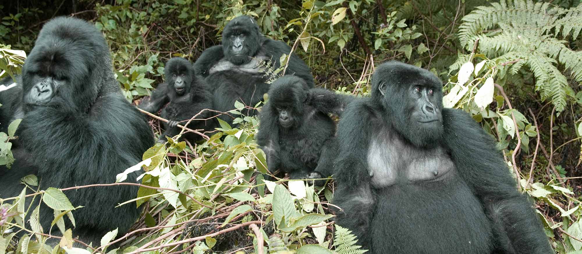 How difficult is gorilla trekking in Rwanda?