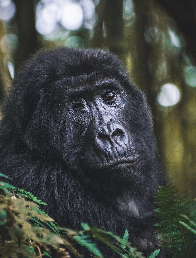 4 Days Rwanda Gorilla trekking Safari