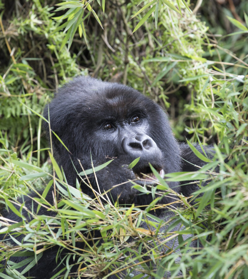 3 Days Rwanda Gorilla Safari