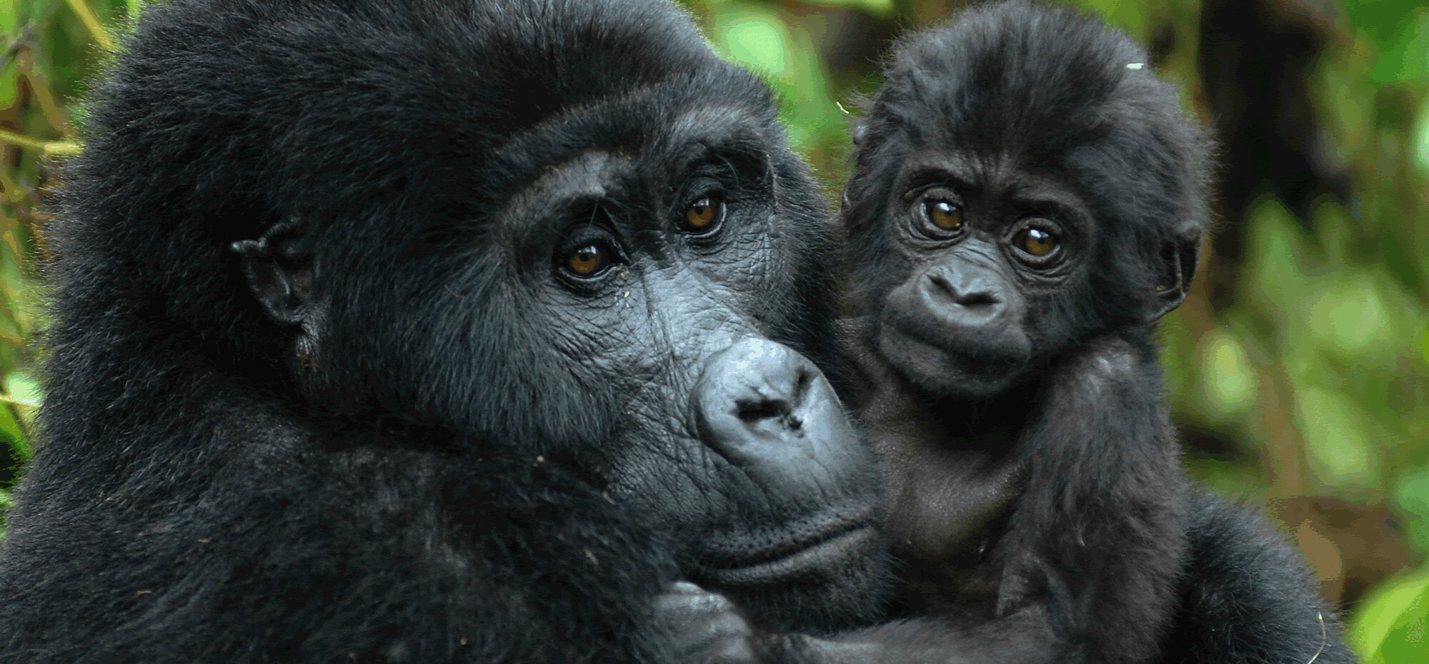 What is the age limit for gorilla trekking?