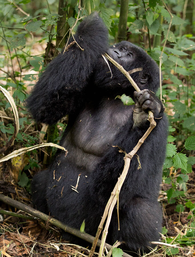 5 Days Rwanda Gorilla And Chimp Safari