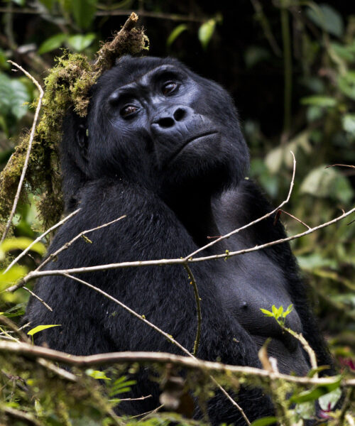 5 Days Uganda Gorilla And Wildlife Safari