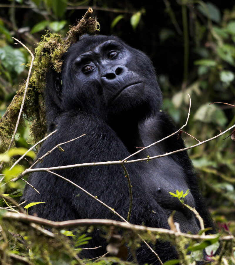 5 Days Uganda Gorilla And Wildlife Safari