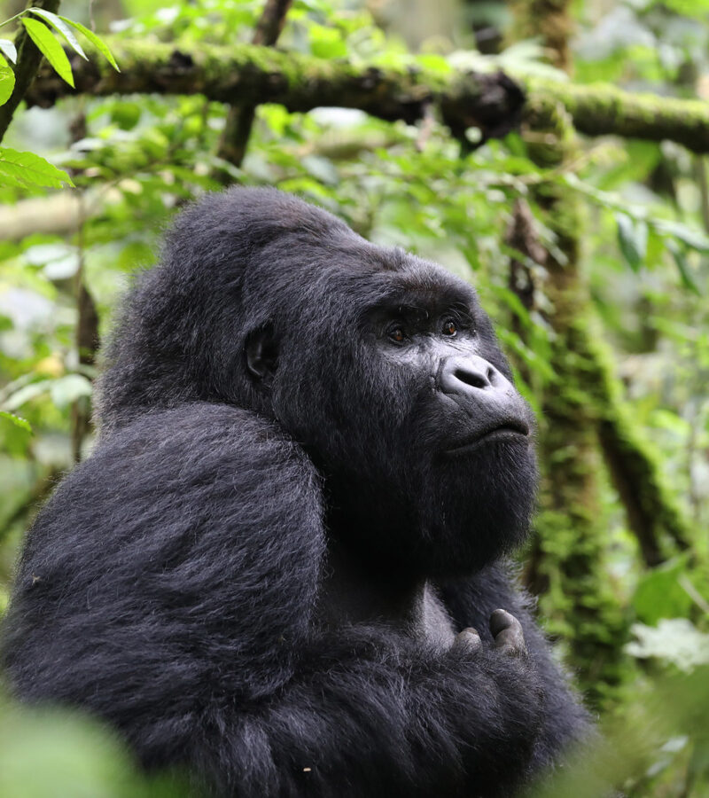 5 Days Uganda Rwanda Safari