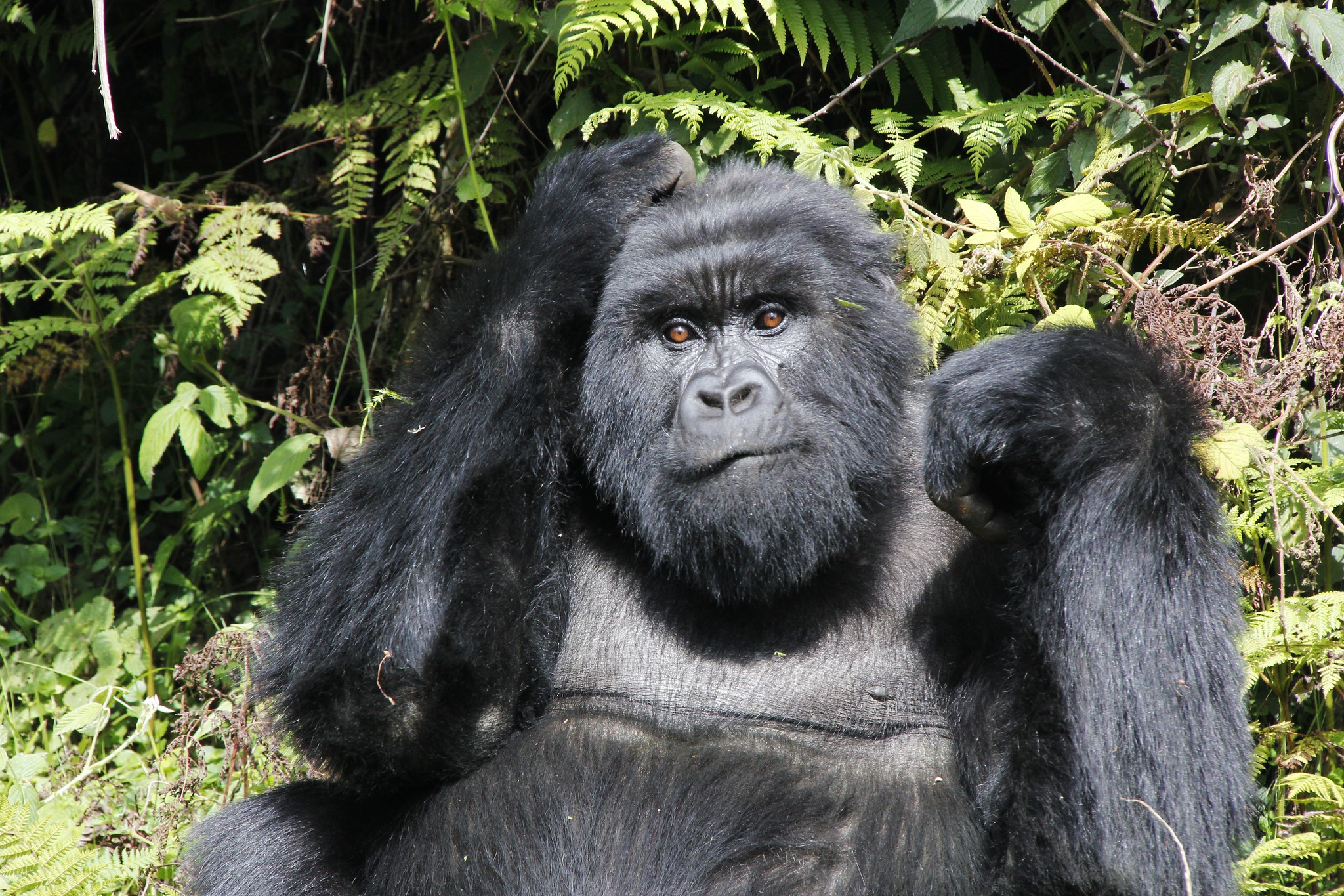 How safe is gorilla trekking?