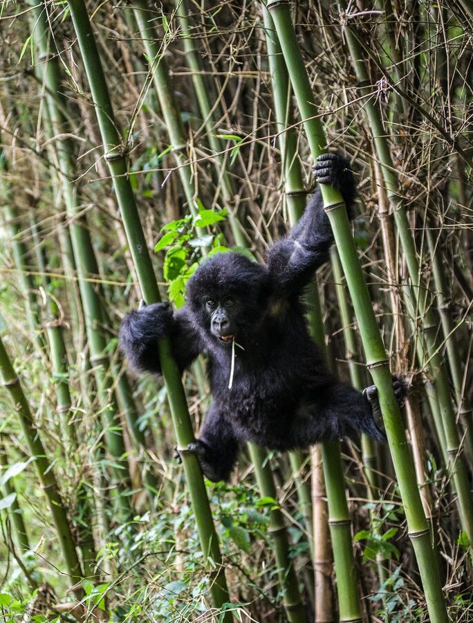 6 Days Rwanda Gorilla Adventures