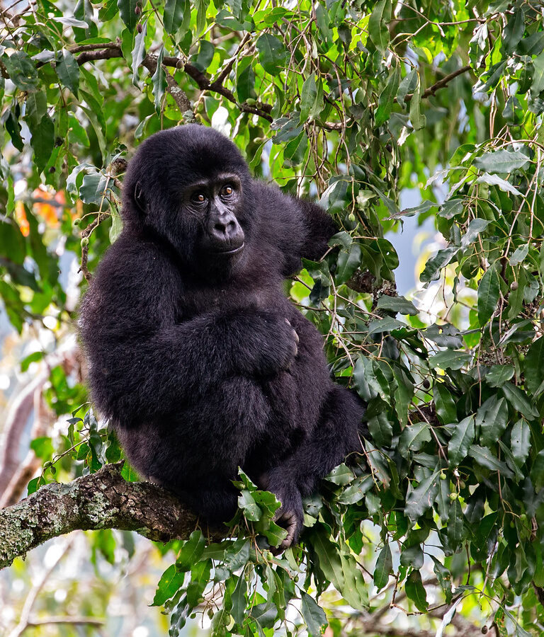 6 Days Rwanda Gorillas, Wildlife And Cultural Tour