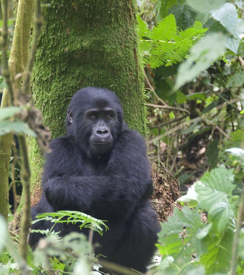 6 Days Uganda Gorillas And Wildlife Safari