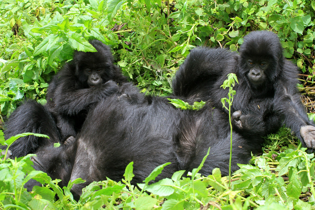 Which country is best for gorilla trekking?