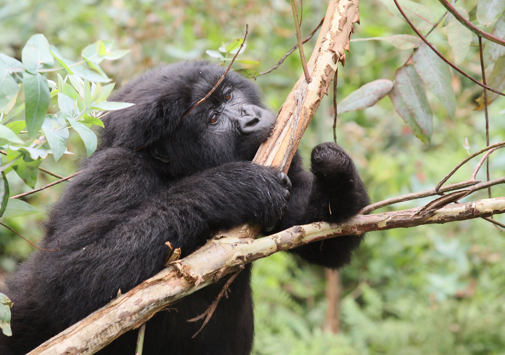 How do you prepare for gorilla trekking in Rwanda?