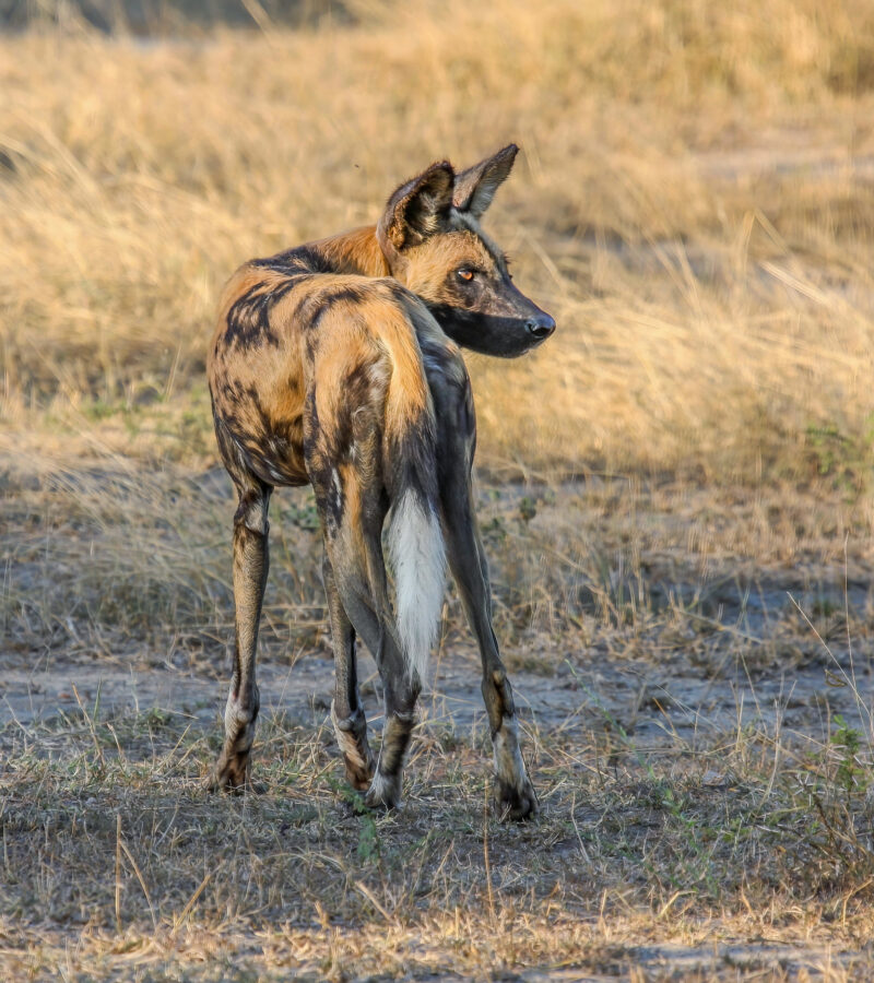 6-Day Private Tanzania Wildlife & Cultural Safari