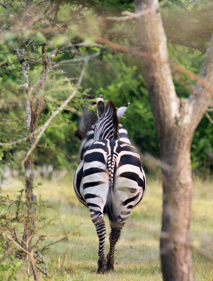 7 Days Uganda Wildlife Safari