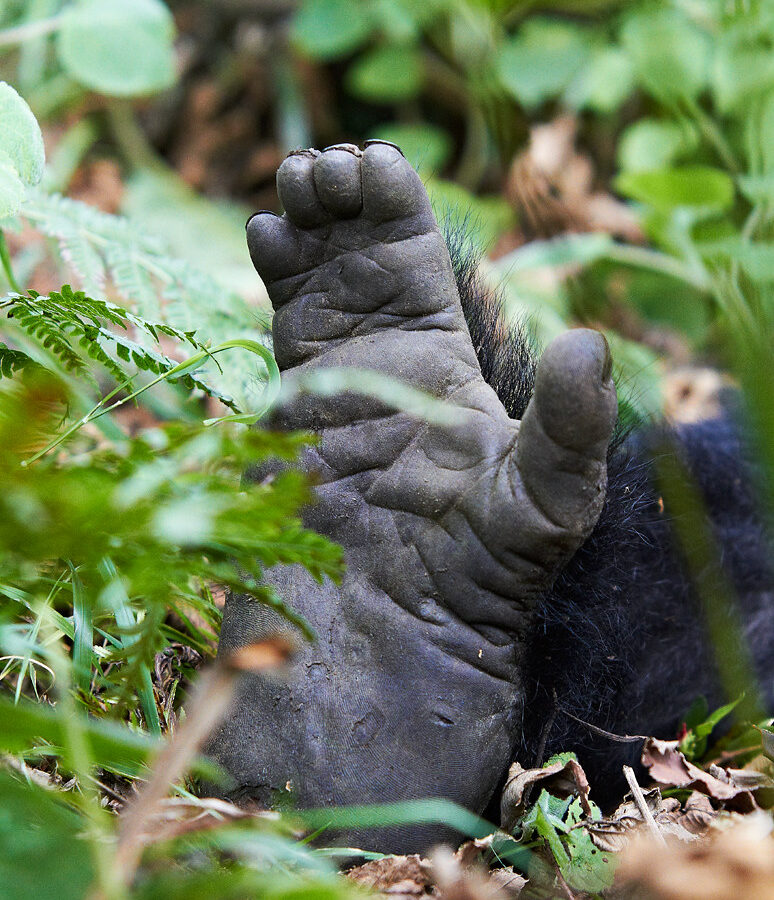 8 Days Uganda Gorillas And Wildlife Safari