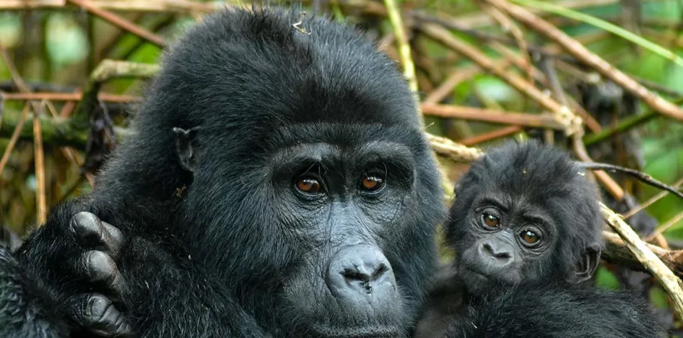 How do I book gorilla trekking in Rwanda?