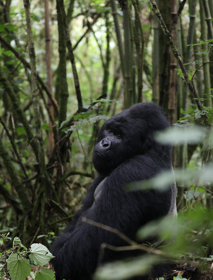 6 Days Uganda, Rwanda Gorilla trekking Safari