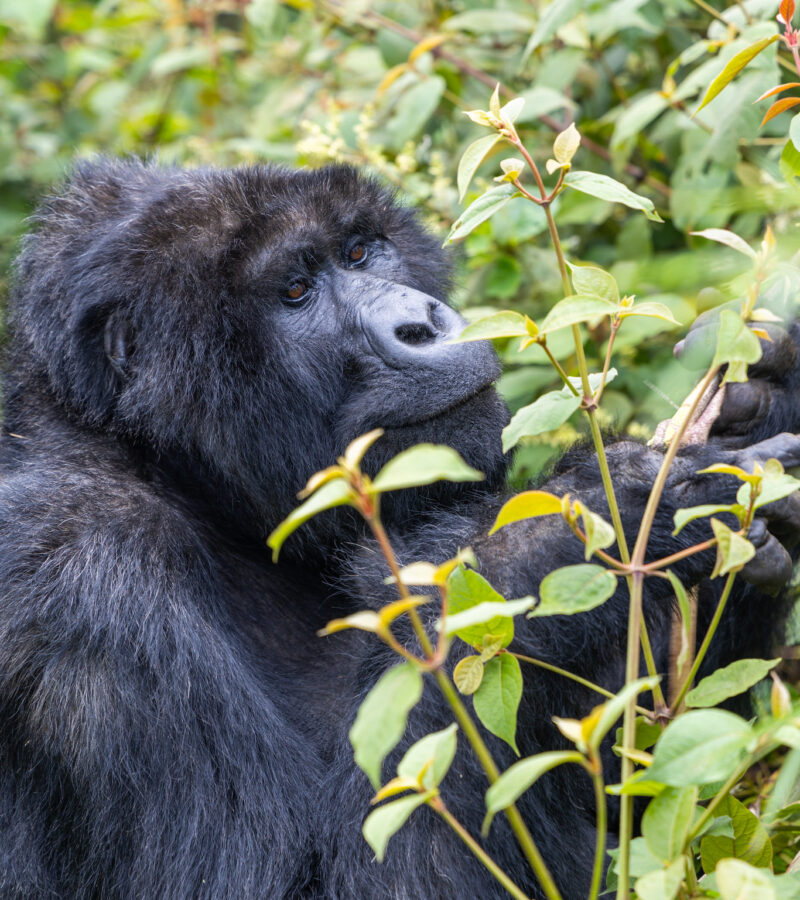 10 Days Uganda Wildlife Safari