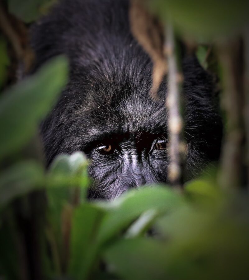 3-Days Rwanda Gorillas And Golden Monkey