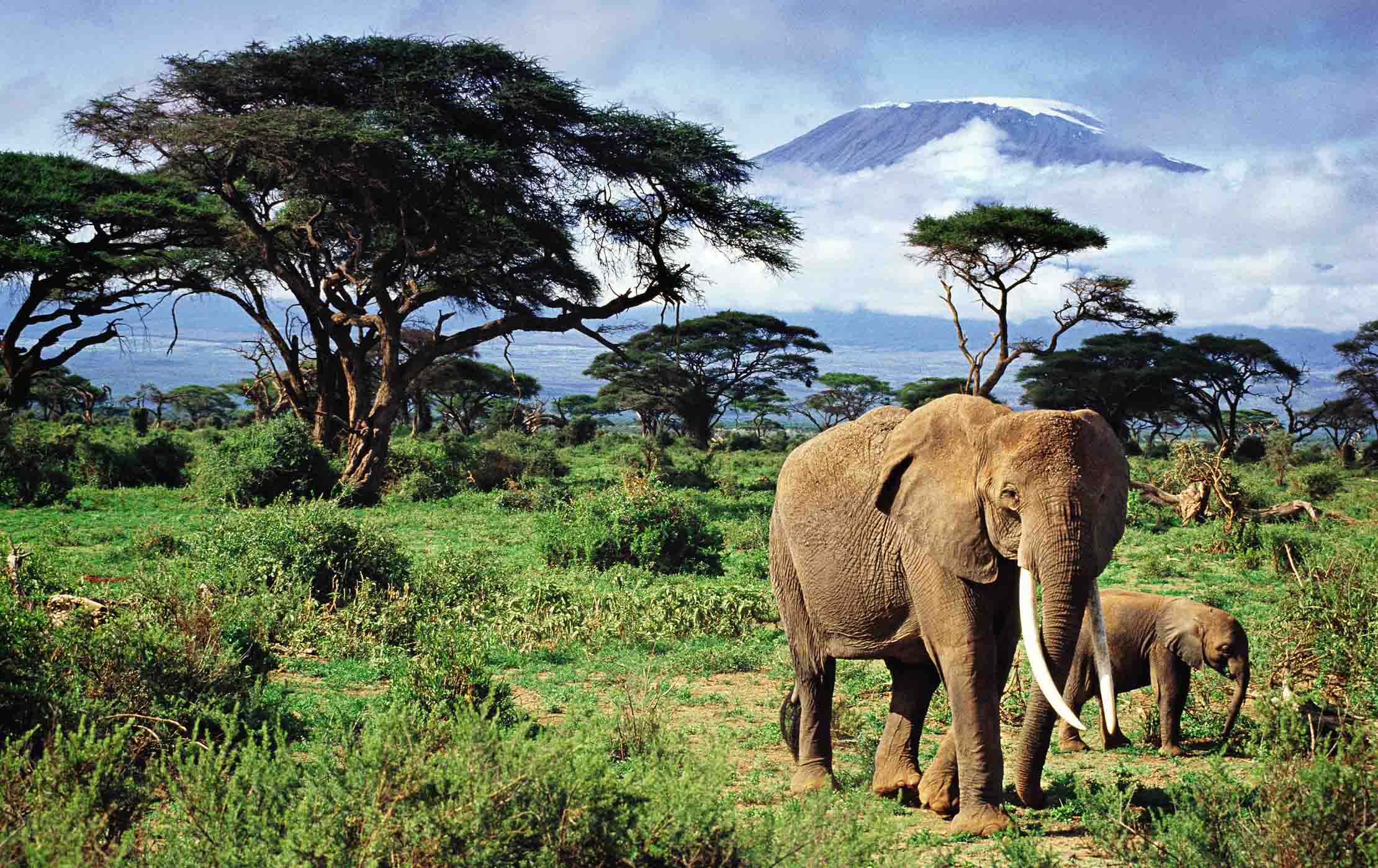 From Savannah to Jungle: The Best National Parks in Africa