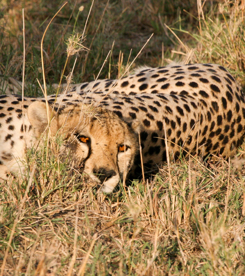 8-Day Wonders of Kenya & Tanzania – Luxury