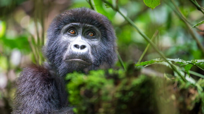 Planning a trip to Volcanoes National Park in Rwanda? Discover all your transportation options, from Kigali to Kinigi, including public transit, private tours, helicopter transfers, and self-drive tips for gorilla trekking.