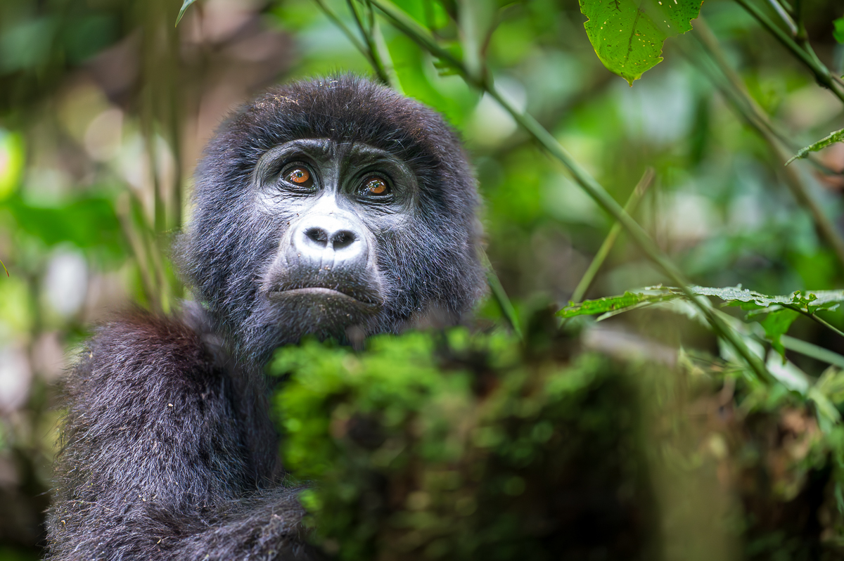 Planning a trip to Volcanoes National Park in Rwanda? Discover all your transportation options, from Kigali to Kinigi, including public transit, private tours, helicopter transfers, and self-drive tips for gorilla trekking.