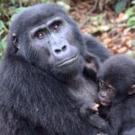 Planning a gorilla trek? Discover the minimum age for gorilla trekking in Rwanda, Uganda, and Congo, plus essential safety guidelines and tips for families with teenagers.