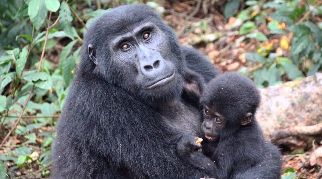 Planning a gorilla trek? Discover the minimum age for gorilla trekking in Rwanda, Uganda, and Congo, plus essential safety guidelines and tips for families with teenagers.